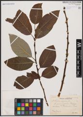 Foto von Salix caprea L.